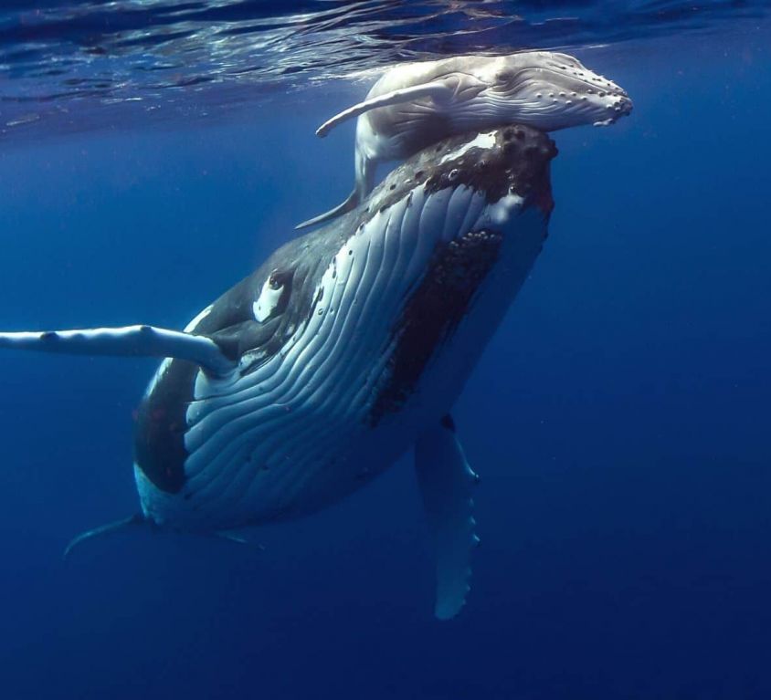 Nager avec les baleines & les dauphins à Tahiti-Moorea, en polynésie française