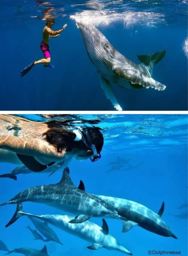 Nager avec les baleines et les dauphins