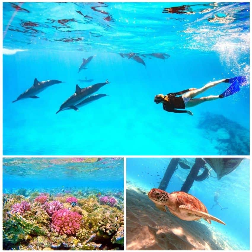 Nager avec les dauphins, les tortues et plongée sous marine corail en Polynésie