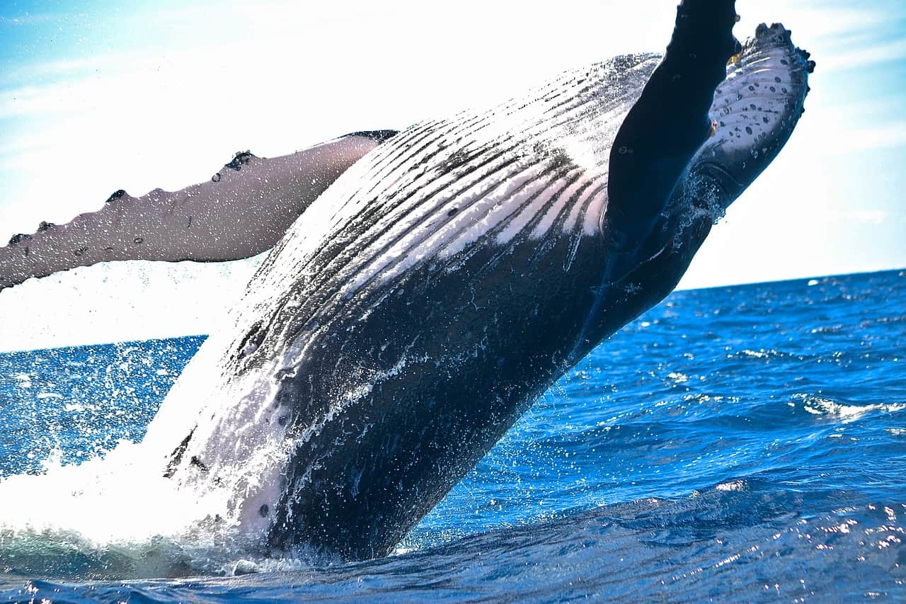 Photo baleine voyage Moorea Polynésie