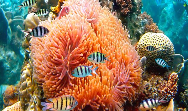Excursion snorkelng lagon de Moorea