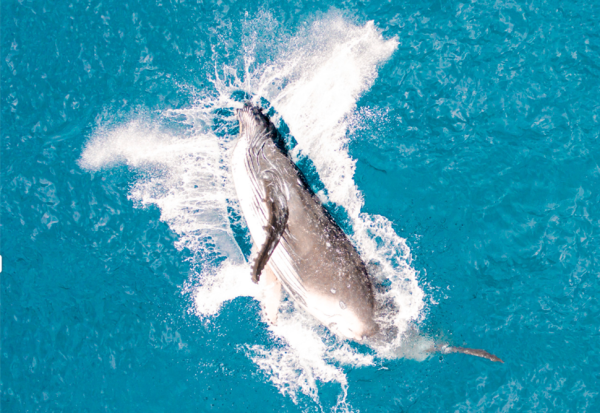nager avec les baleine à bosse Moorea Polynésie