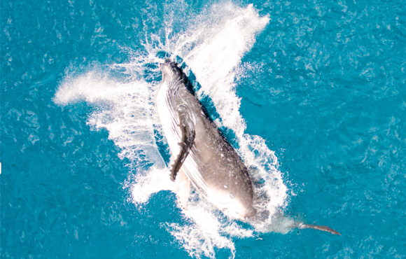 Spécial Baleines et merveilles des îles à Moorea, Bora Bora et Tahiti en Polynésie
