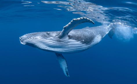 Spécial Baleines à bosse et plongée sous-marine en Polynésie Française