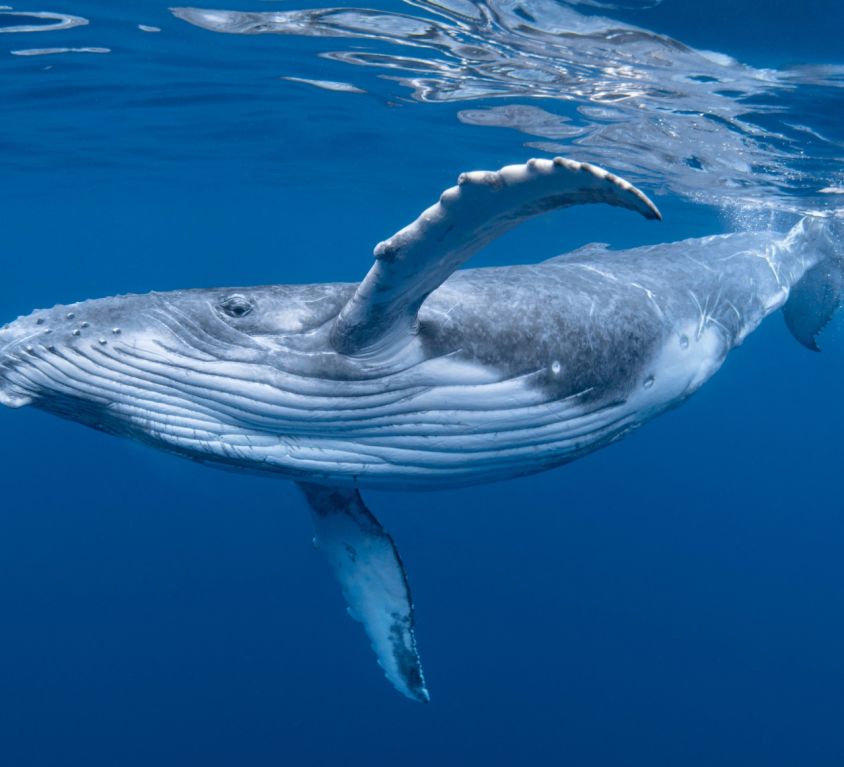 Spécial Baleines à bosse et plongée sous-marine en Polynésie Française