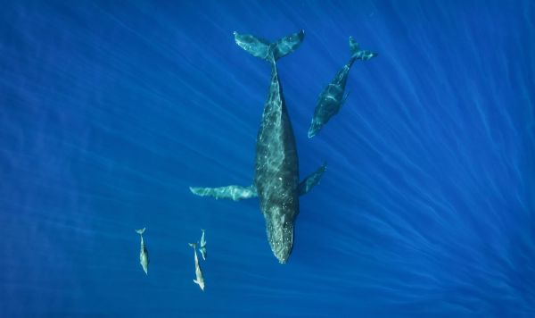 Les baleines en Polynésie voyage Dolphinesse