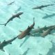 Nager avec les requins à Bora Bora