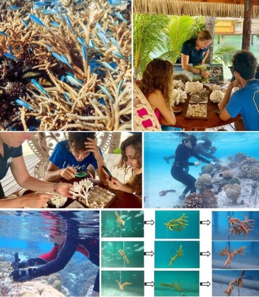 bouturage corail Bora Bora