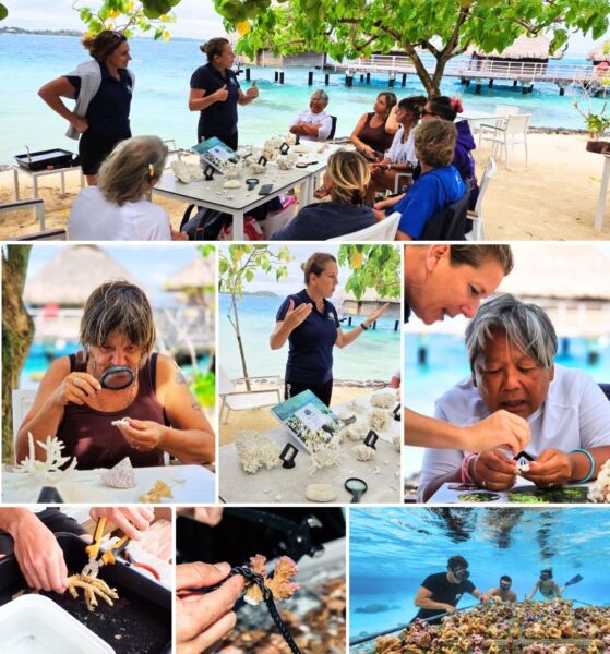 Voyage écoresponsable dolphinesse bouturage du corail et snorkeling en Polynésie