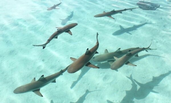 Excursion lagon bora bora